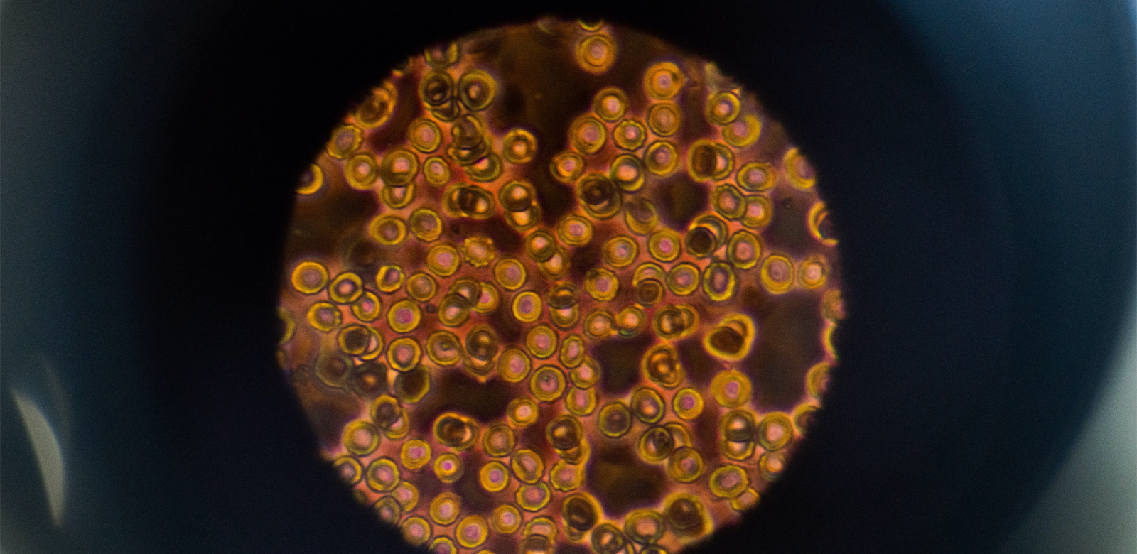 phoenix-biomedical-campus Homepage