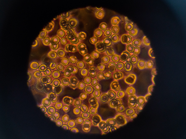 pbc-work Case Studies